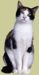 eclectic calico cat.jpg (3135 bytes)